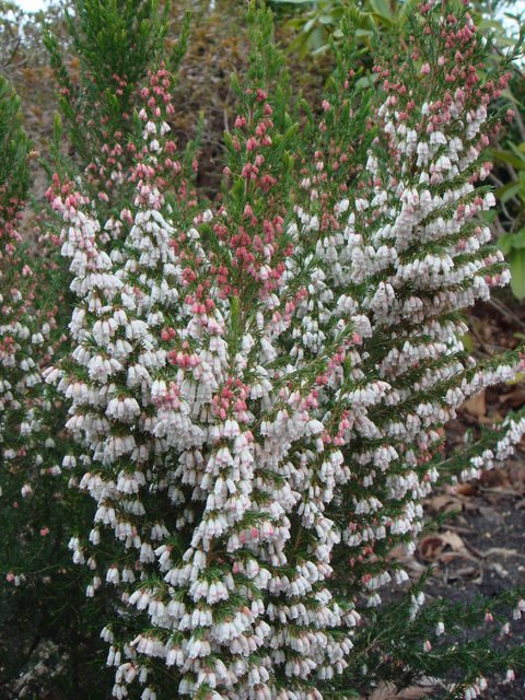 Erica mediterranea